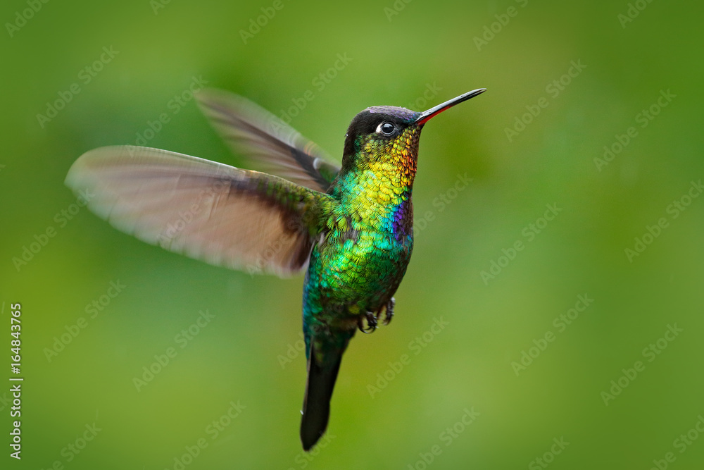 Fototapeta premium Fiery-throated Hummingbird, Panterpe insignis, shiny colour bird in fly. Wildlife flight action scene from tropic forest. Red glossy hummingbird in dark habitat. Mountain bright animal from Costa Rica