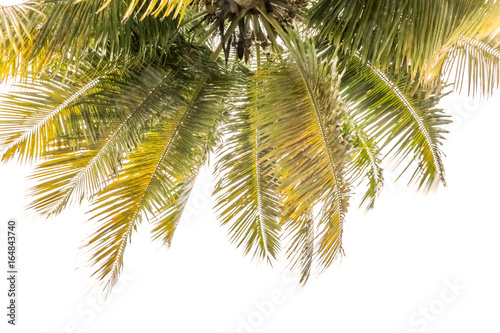 palmes, cime de cocotier, fond blanc  © Unclesam