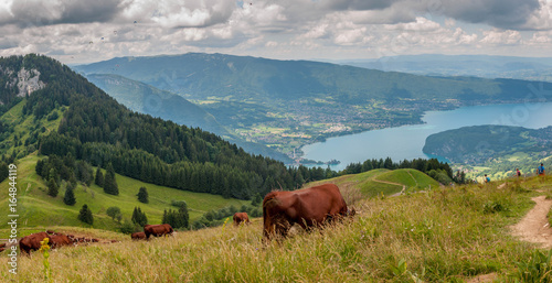 Tableau sur toile Vaches en alpage