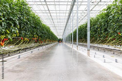 Tomatoes growing in greenhouse. Agriculture background. Selective focus.