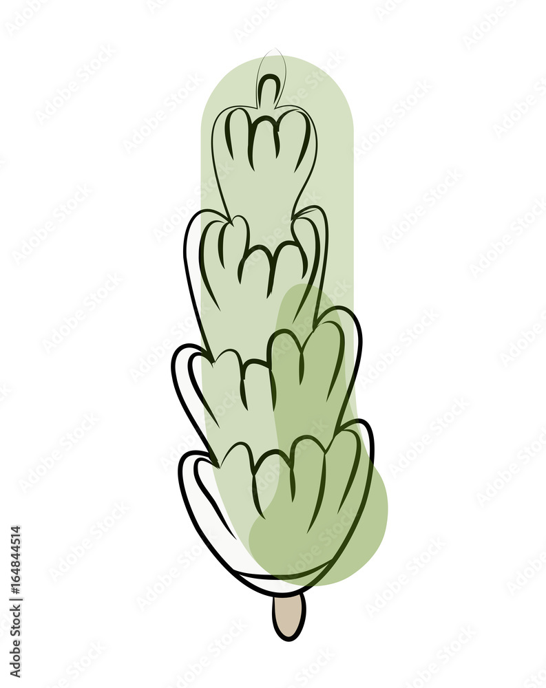 Fototapeta premium Green cypress tree sketch. Vector illustration, isolated on white background.