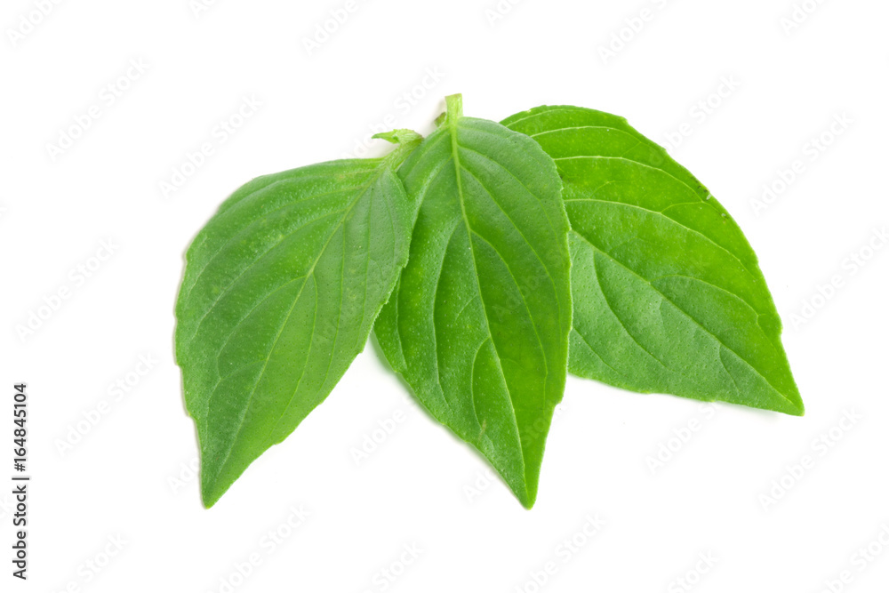basil herb leaves isolated on white background closeup basil herb leaves isolated on white background closeup