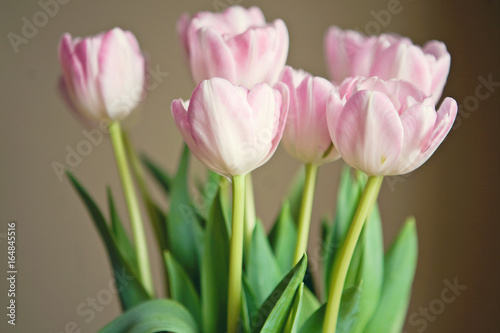 Fototapeta Naklejka Na Ścianę i Meble -  tulips 3