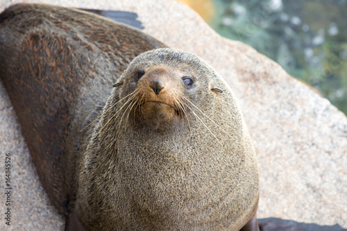 Narooma Seal Life