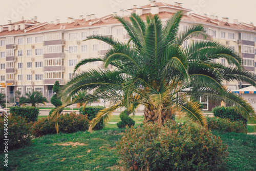 palm