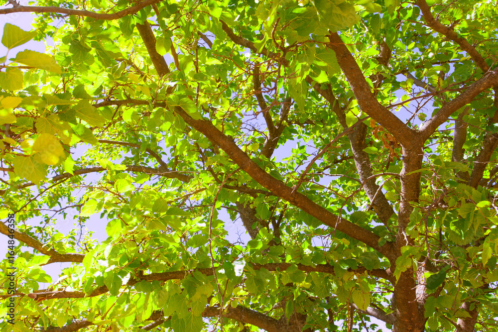 tree leaves, tree branch with green foliage. tree leaves, tree branch with green foliage.