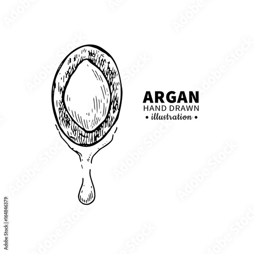 Argan vector drawing. Isolated vintage  illustration of nut. Org
