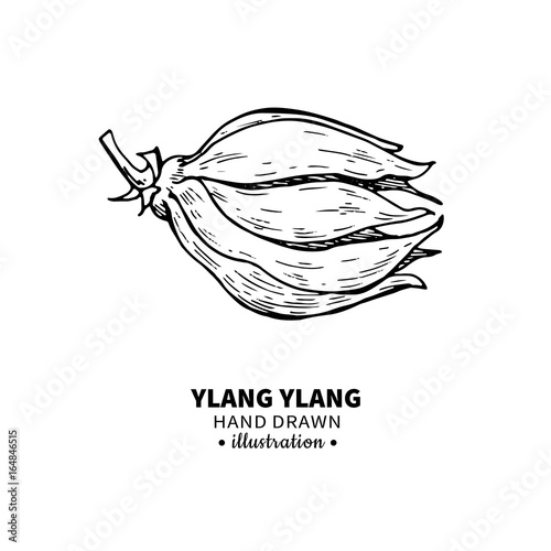 Ylang ylang vector drawing. Isolated vintage  illustration of me