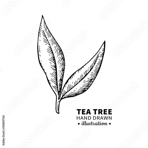 Tea tree vector drawing. Isolated vintage illustration of medical plant leaves on branch.
