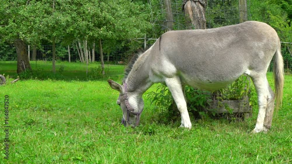 Gray donkey on the green field slow motion view Gray donkey on the green field slow motion view