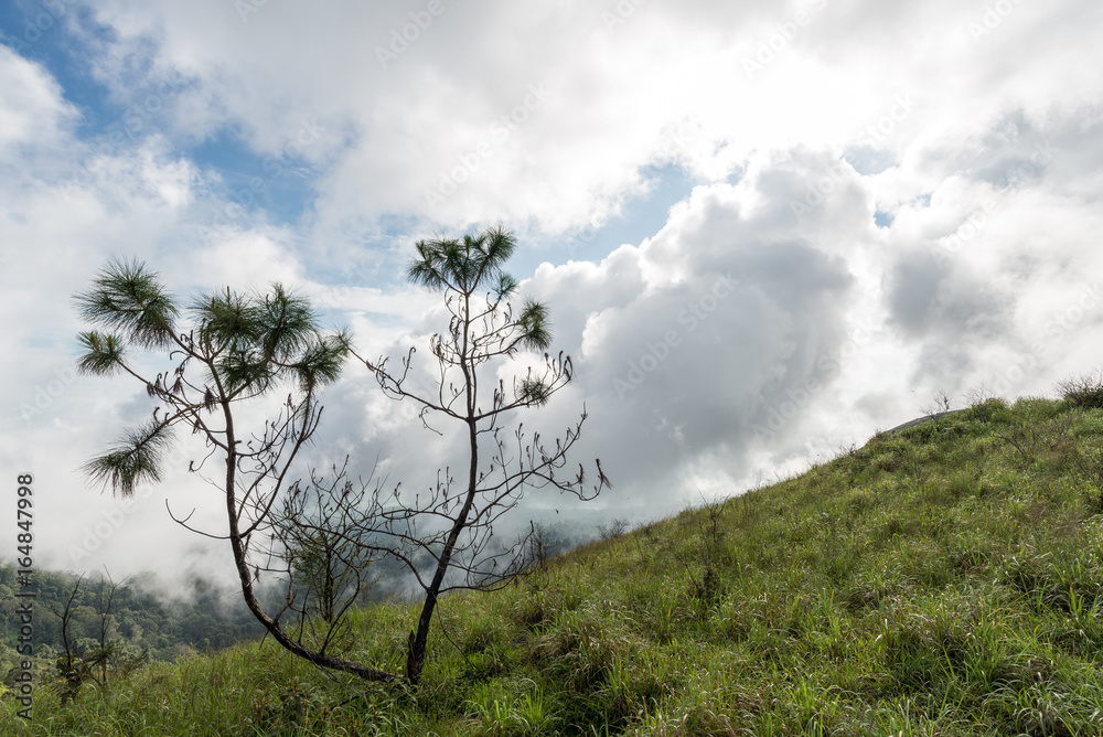 Obraz premium Pinus Kesiya