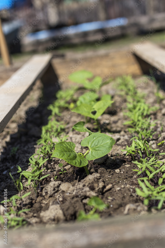 Young green seedlings plants growing Young green seedlings plants growing
