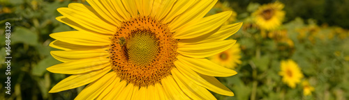 Panorama Sonnenblume
