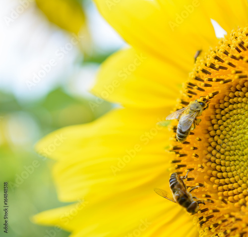 Biene auf der Blüte am bestäuben © Tobias