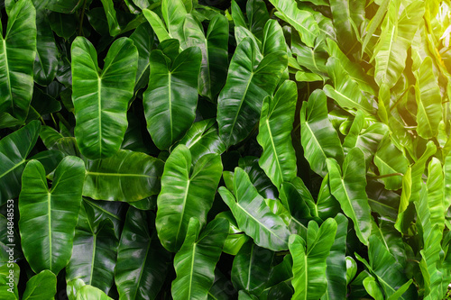 Low key lighting Nature background, green leaves in natural light and shadow with green toned color and selective focus.