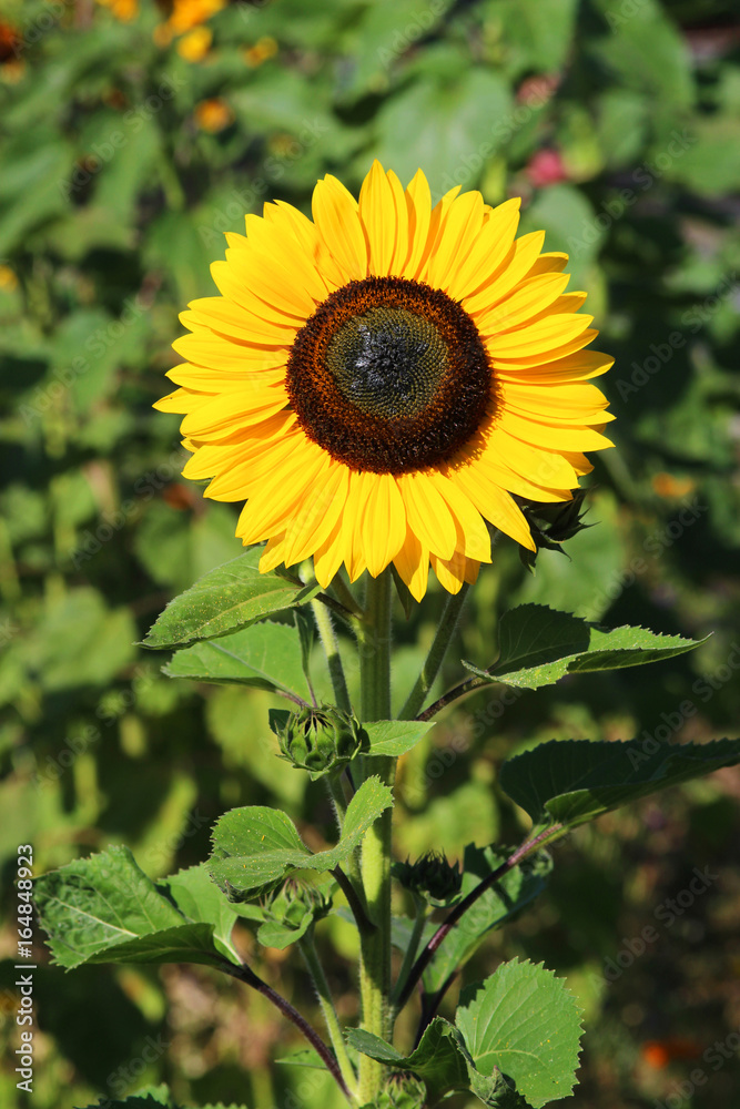 Obraz premium Sunflower standing in a field