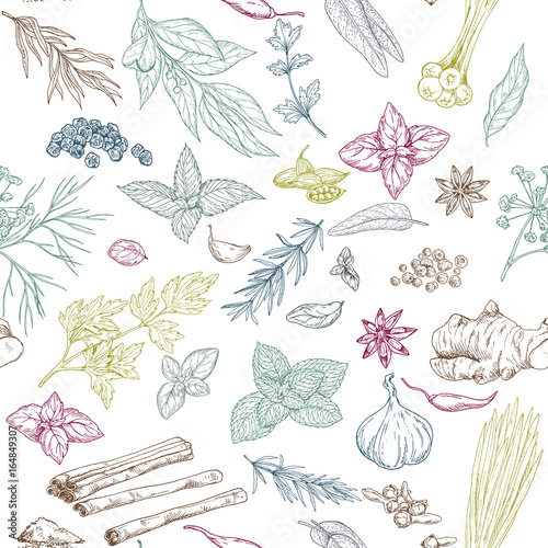 Seamless pattern with hand drawn culinary herbs and spices