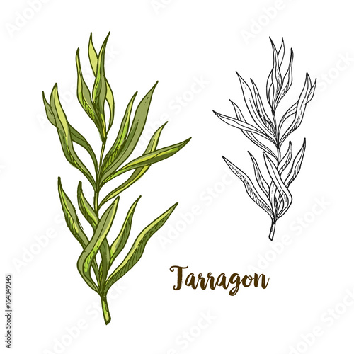 Full color realistic sketch illustration of tarragon photo