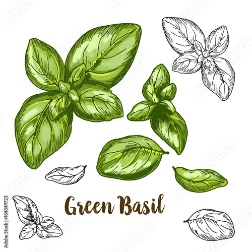 Fototapet Full color realistic sketch illustration of green basil