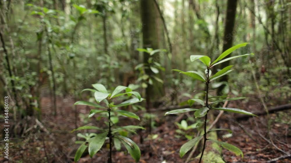 Forest vegetation Forest vegetation