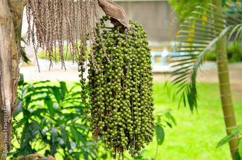 Caryota urens (Caryota mitis Lour.).