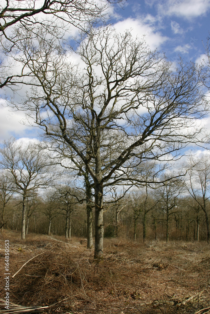 Recently coppiced woodland Recently coppiced woodland