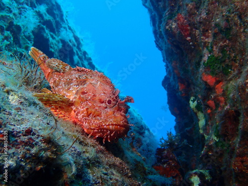 Scorpionfish at Ras il-Hobz Pinnacle