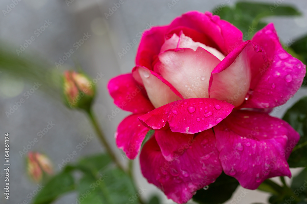 Macro shot of a pink white rose.