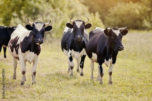 Fototapeta Naklejka Na Ścianę i Meble -  Three young black-and-white bull-calves