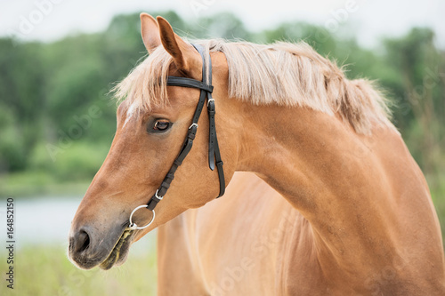 Konstfotografi portrait of sportive chestnut  mare. summer