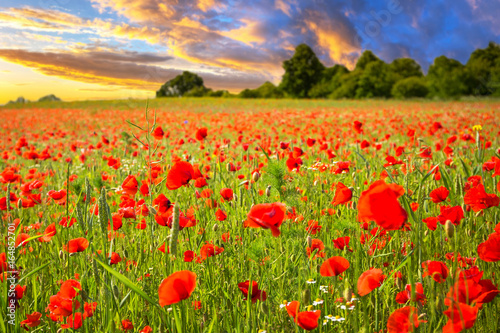 Blossom poppy flowers on the meadow at sunset