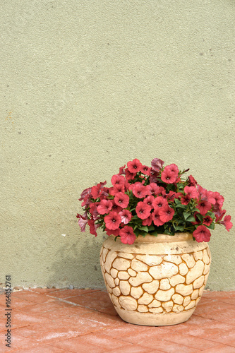 Pink petunya flowers in a ceramic flower pot on street. photo