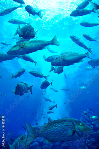 Fishes in aquarium © Bin Wang