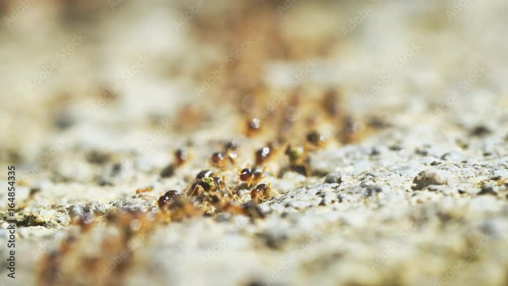 Timelapse Abstract of Terrestrial Termites Swarming on the Surface Timelapse Abstract of Terrestrial Termites Swarming on the Surface