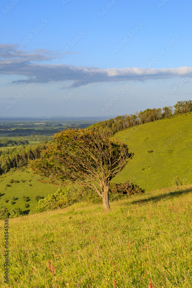 Obraz premium South Downs Landscape