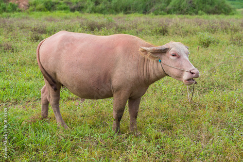 An albino pregnant female water buffalo isolated in the field