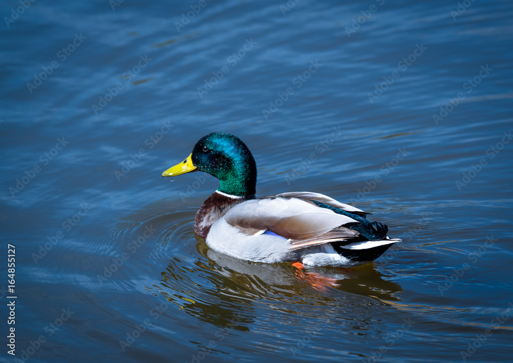 Male Mallard Male Mallard