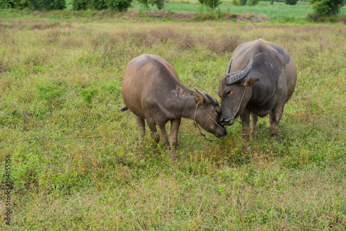 A female water buffalo with her one year old daughter