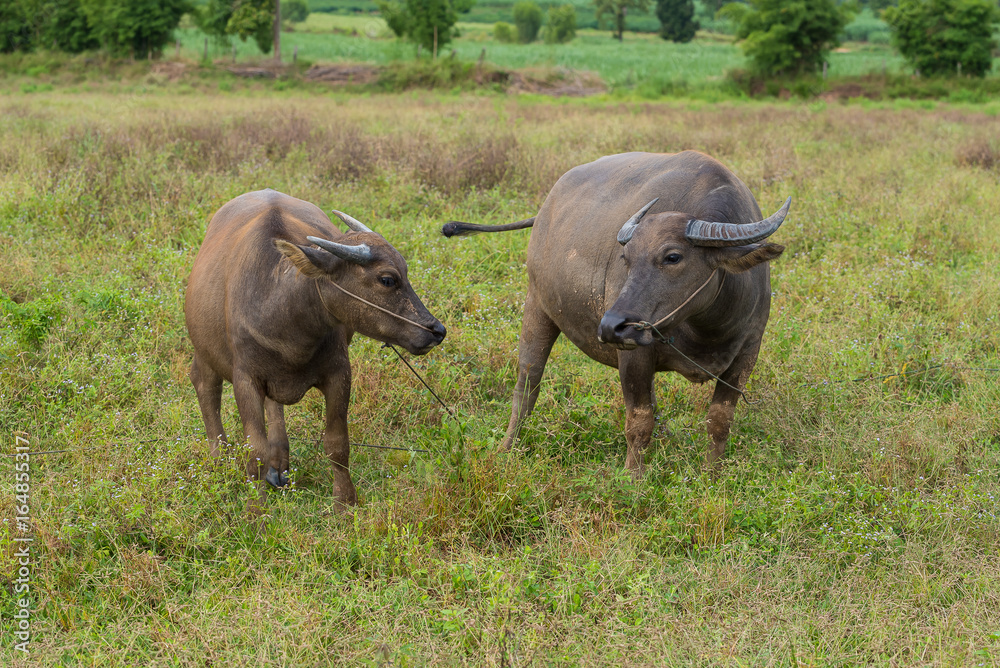 A female water buffalo with her one year old daughter A female water buffalo with her one year old daughter