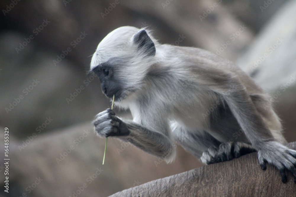 Obraz premium Affe sitzt auf einem Baum und isst einen Grashalm