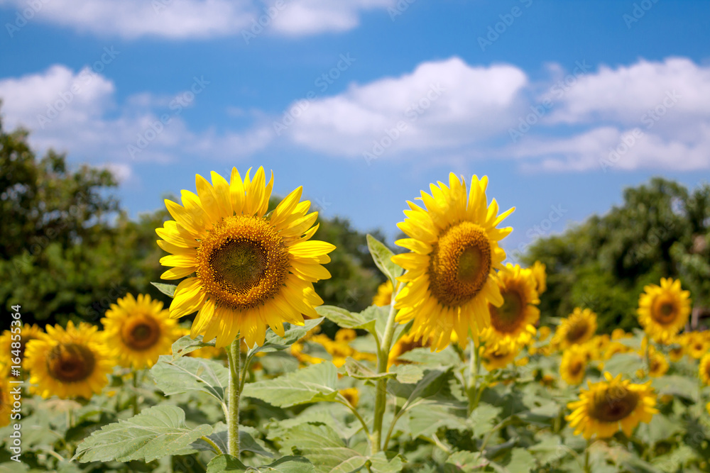 Sunflowers and blue sky with clouds Sunflowers and blue sky with clouds