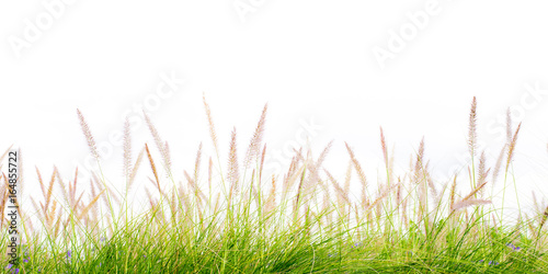 flower green grass fresh spring isolated backgroundsflower green grass fresh spring