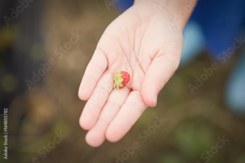 strawberry 5