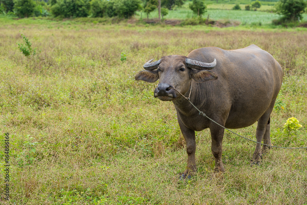 A female water buffalo with the nose rope isolated in the field A female water buffalo with the nose rope isolated in the field