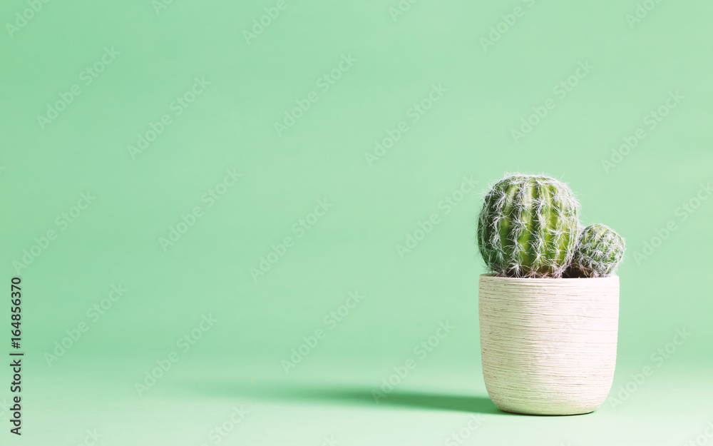 Cactus plant on a pastel green background - obrazy, fototapety, plakaty 