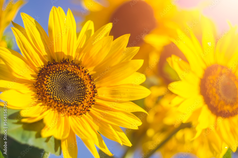 Sunflower flowers in the sunlight Sunflower flowers in the sunlight