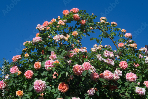 The bush of the garden climbing rose