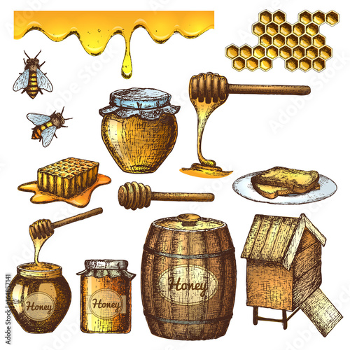 Hand drawn ink sketch illustration, set of honey, organic nature products. Vector