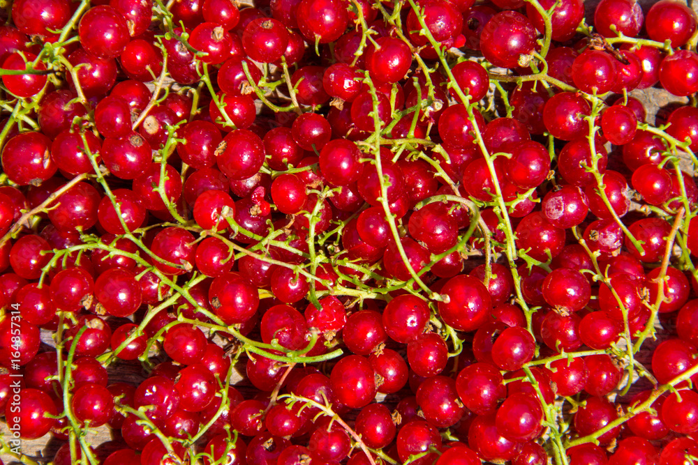 Fresh ripe red currant for background Fresh ripe red currant for background