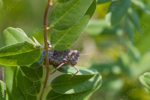 cicala su una pianta